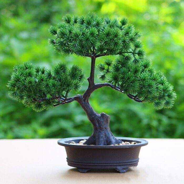 ������ (�����)