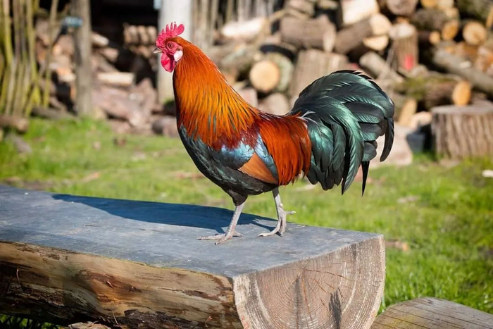 ��� ����� ��� �����.