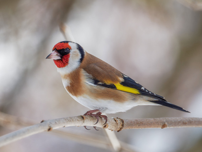 Carduelis carduelis
