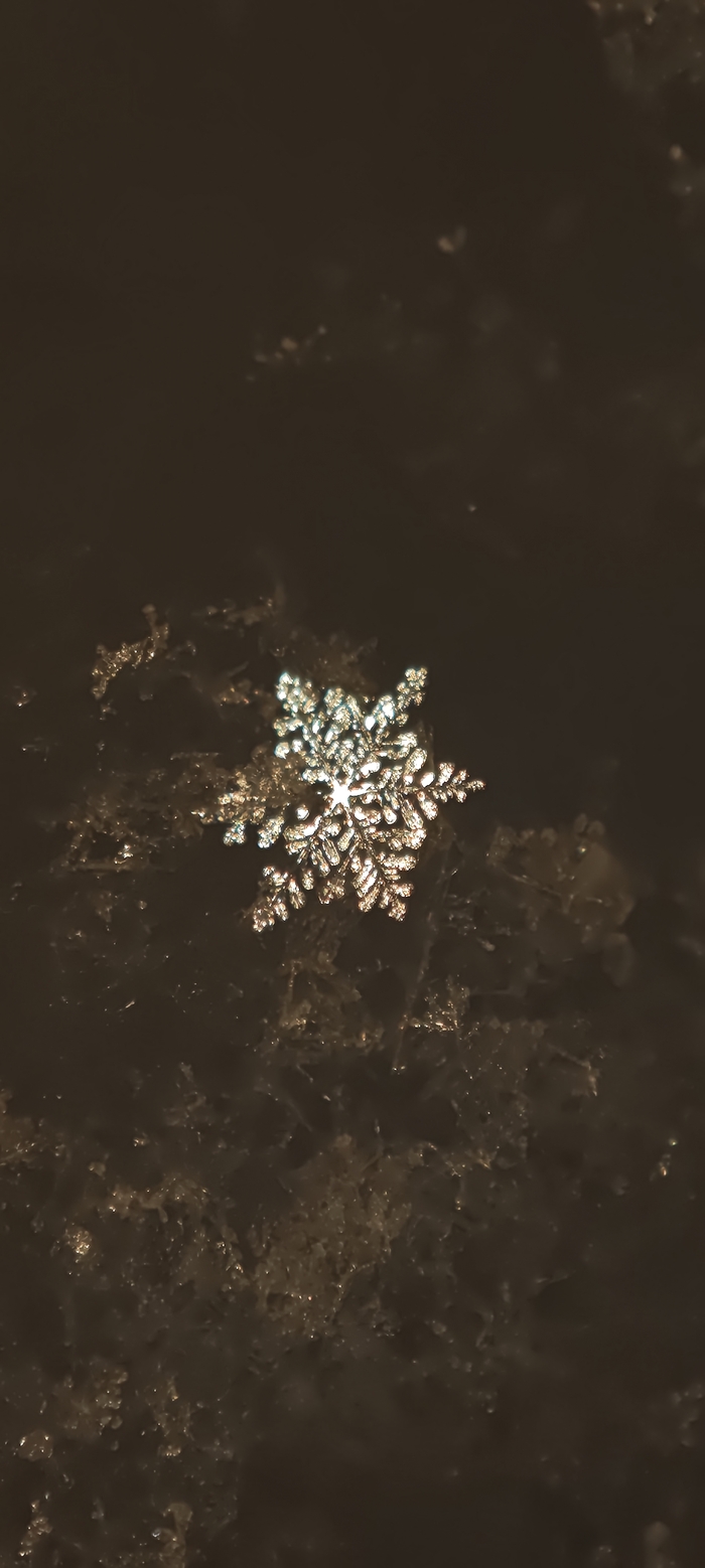 Снежинка в естественной среде обитания