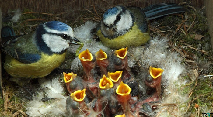 Нарожали на свою голову.