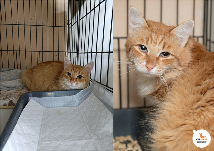 Кот Флисик, 3 года, домашний.