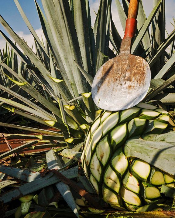 ����������� ������ � ��� (coa).