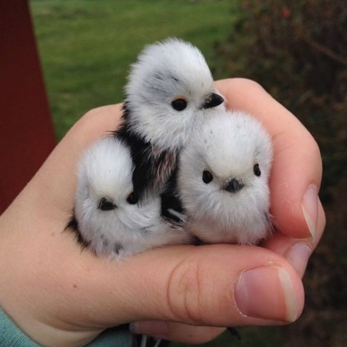 Давайте дружно позавидуем человеку на фото, которому посчастливилось потискать ополовников вживую.