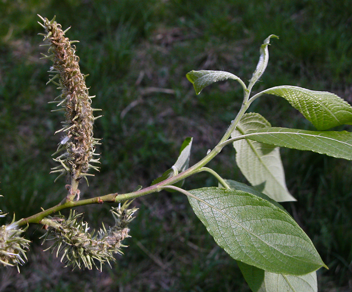 �������� ����� ������ �����. ���� �. ����������.