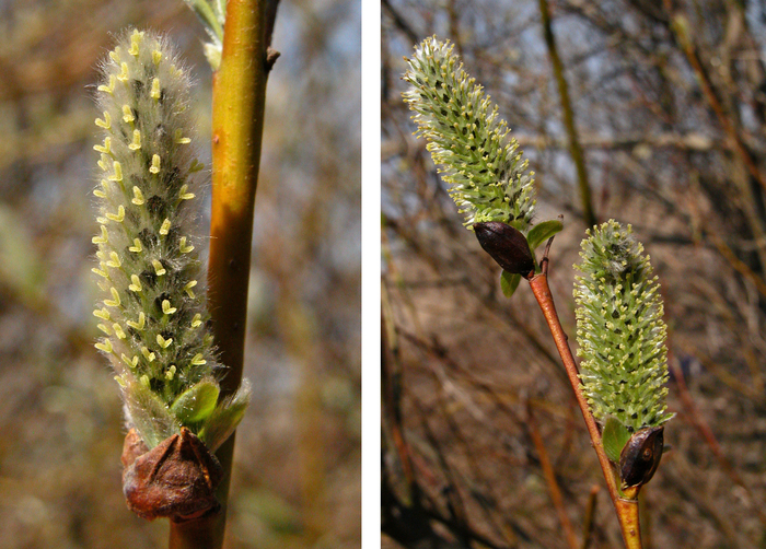 ������� ������� ��� ������. ���� �. ����������.