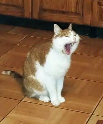 ����. ����������