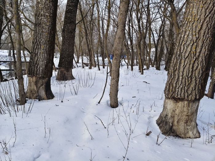 Бобровый погрыз толстенных деревьев