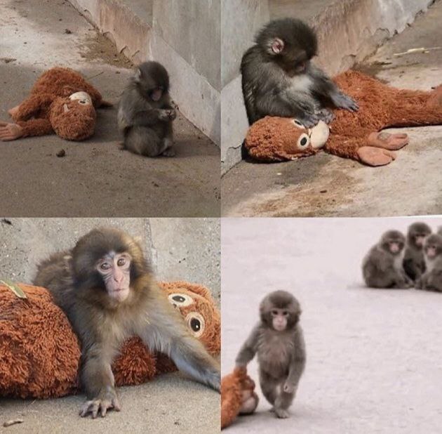 Почему весь мир плачет над маленькой обезьянкой по имени Панч?