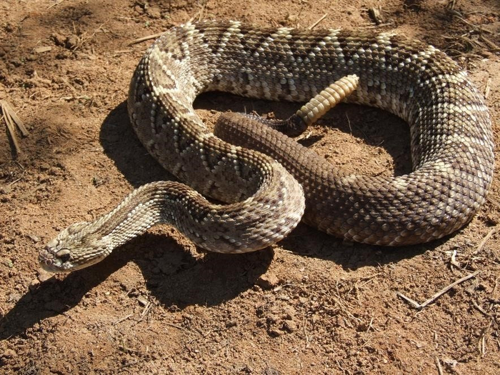 ���� ����. ������ �� ��������. �� ������� � ������.