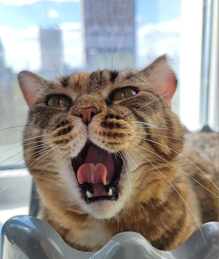 ������ ������������