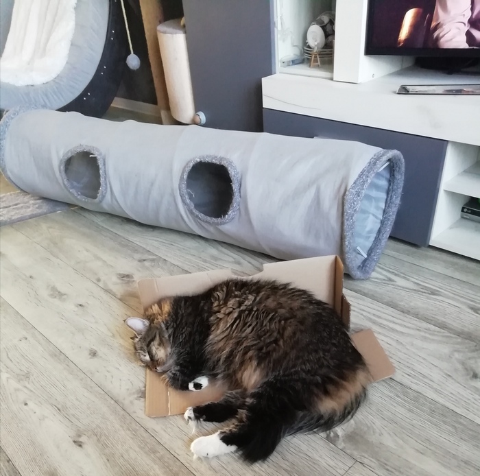 Нет ничего лучше картонки