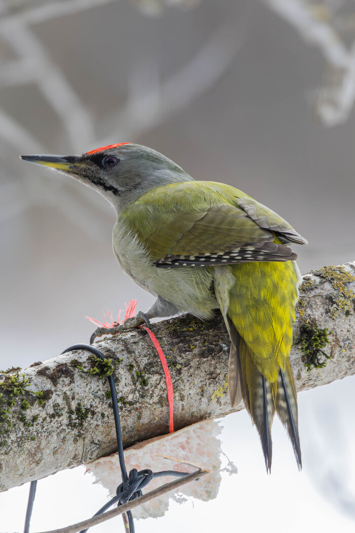 (���� �� ���� ��� ������� ��������)