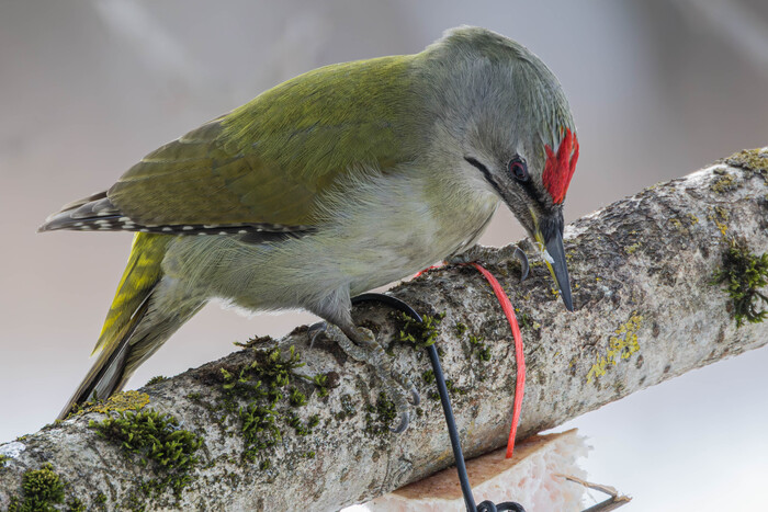 (���� �� ���� ��� ������� ��������)