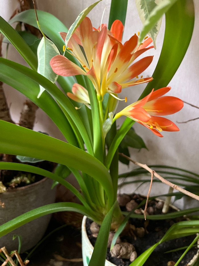 �������� �����