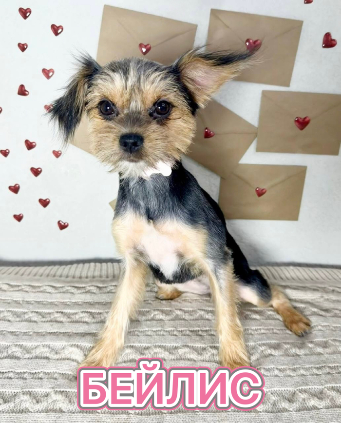 ������ �����������, ������������� � ������ ������ ���