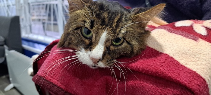 ������ ����, �������