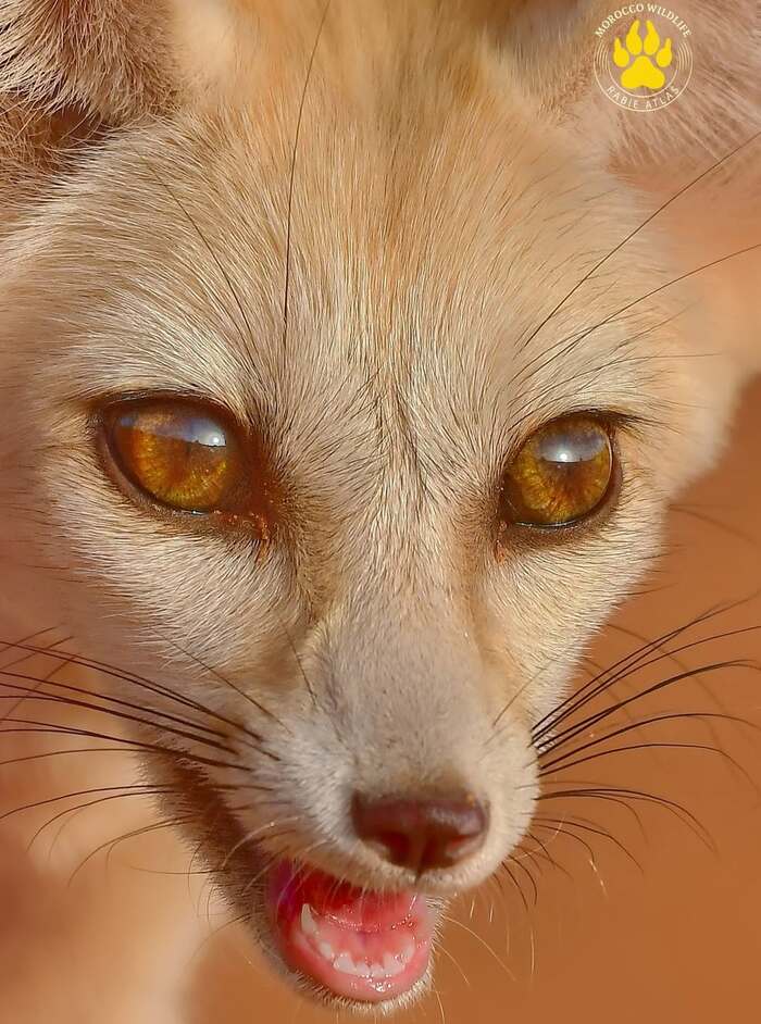 Портрет фенека