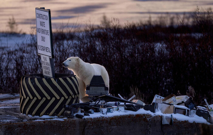 Победитель в категории "Городская дикая природа". Белый медведь среди выброшенной электроники в Черчилле, Канада.//Фото: Robert Gloeckner/World Nature Photography awards