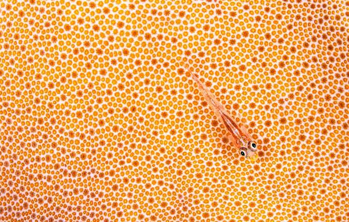 Победитель в категории "Искусство природы". Бычок-призрак, Марса-Алам, Египет.//Фото: Simon Biddie/World Nature Photography Awards