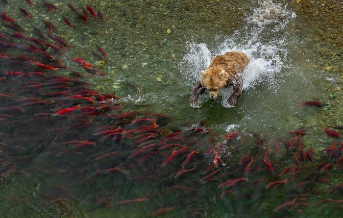 Победитель в категории "Животные в естественной среде обитания". Бурый медведь пытается поймать нерку, национальный парк Катмай, Аляска.//Фото: Charlie Wemyss-Dunn/World Nature Photography awards