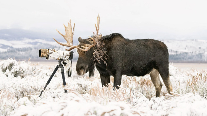 Победитель в категории "Люди и природа". Лось в национальном парке Гранд-Титон, штат Вайоминг, США.//Фото: Deena Sveinsson/World Nature Photography Awards