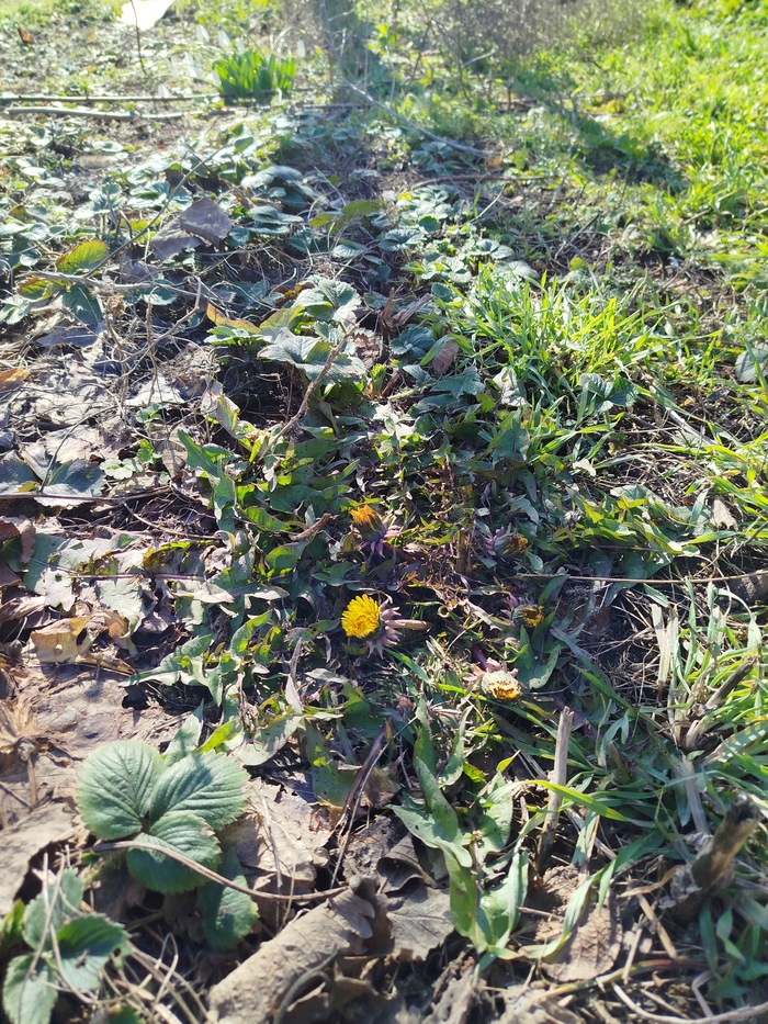 Весна пришла