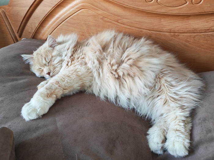 ���������� ���