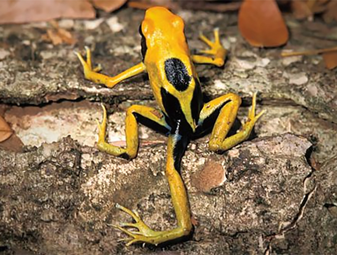 Только эту, пожалуйста, не ешьте, ведь перед вами токсичный древолаз, которого тоже не миновала участь встречи с паразитом