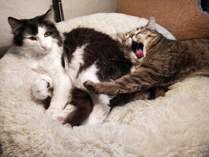 ������� ����������� ����