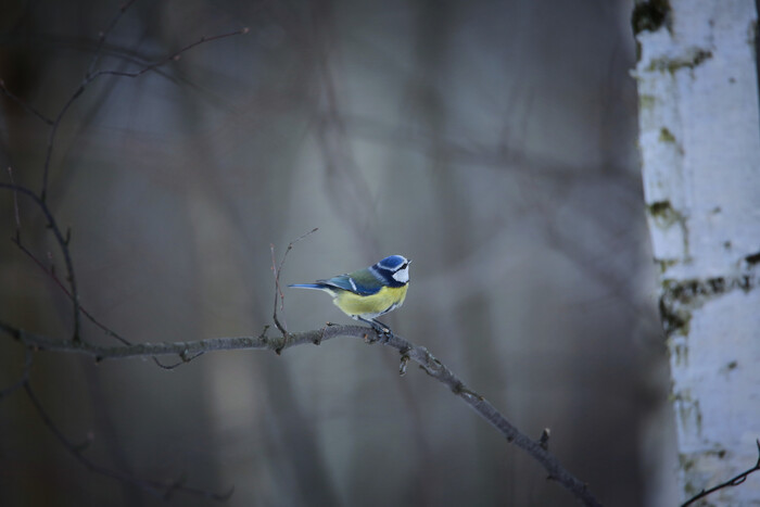 � ������ ���� �����