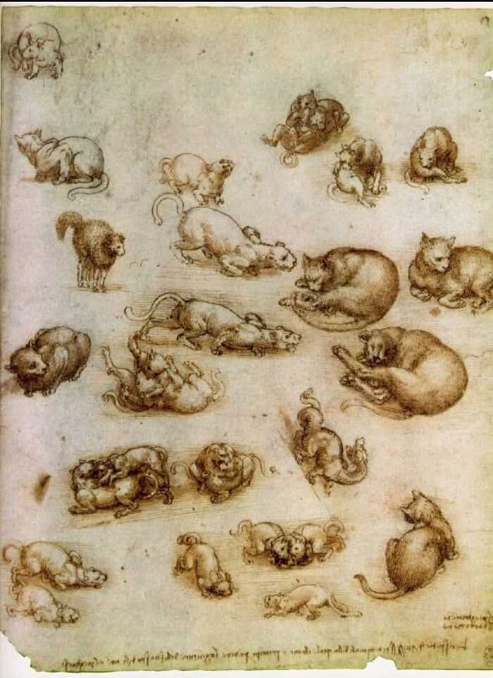 1 марта день котиков«Даже самое маленькое из кошачьих — совершенство». Леонардо да Винчи. С Днём кошек, друзья!