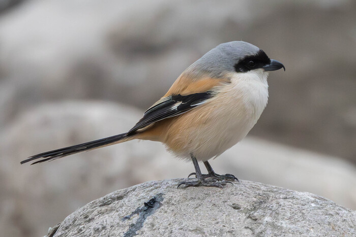 (���� �� �������� ��� ������� ��������)