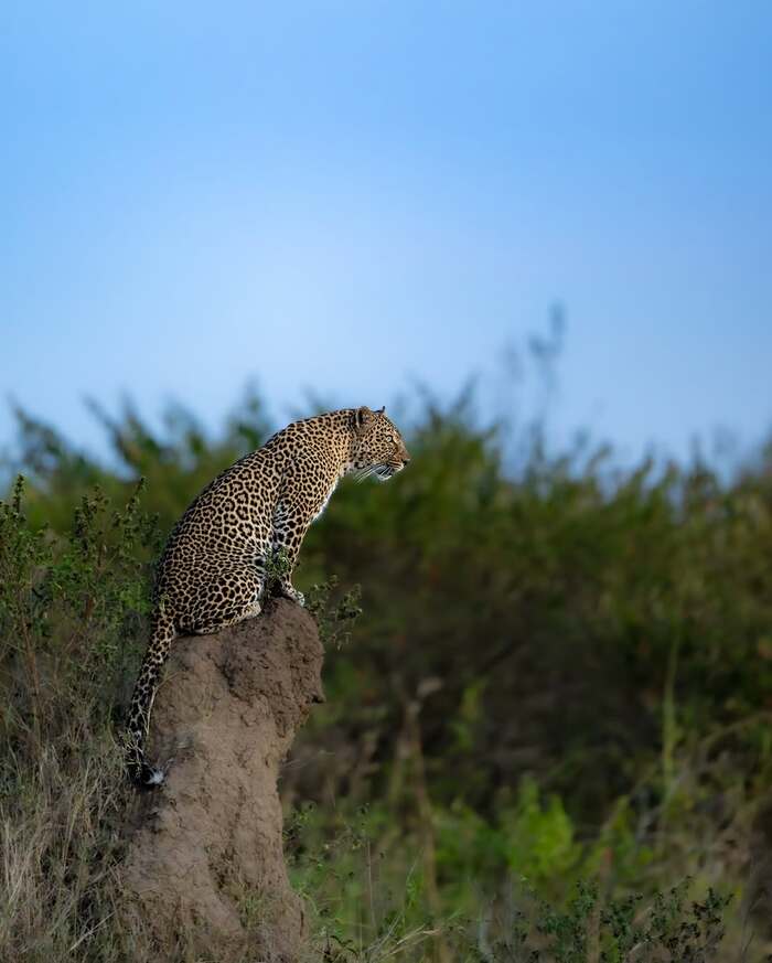Самка леопарда осматривает окрестности перед охотой