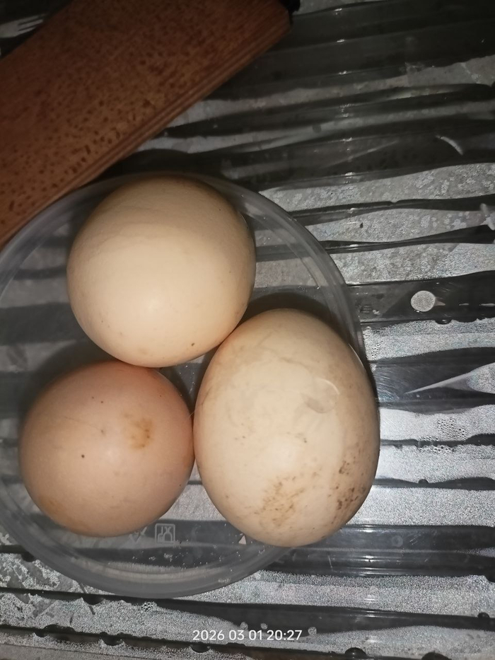 первым делом производиться отбраковка яиц. одно побитое, одно неровное и с трещинкой, второе с трещиной, если бы это были индюки, я бы попыталась, а т.к. курех взято с избытком, то не буду рисковать и катать тухляшки на карусельках.