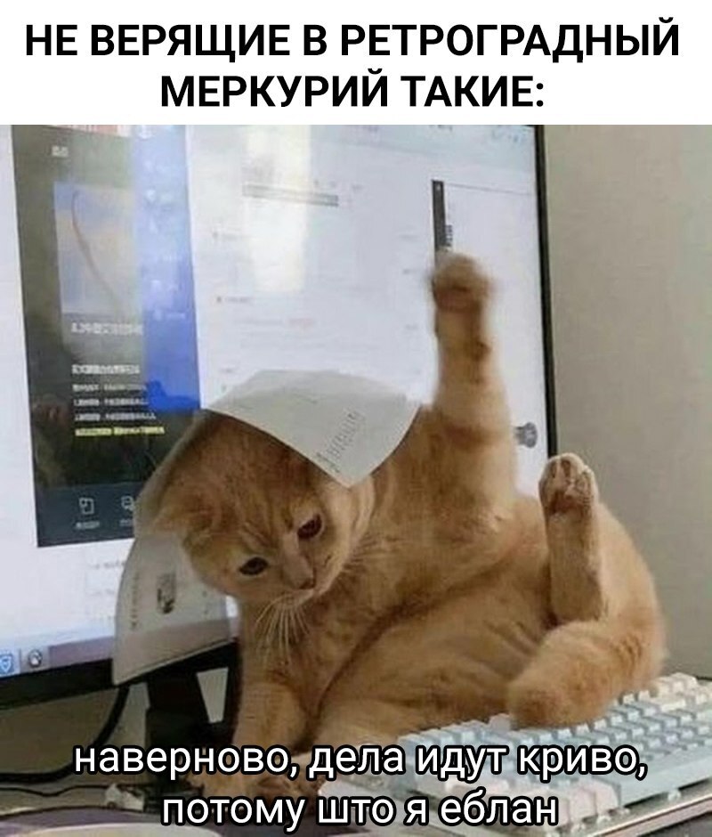 Retrograde Mercury - Astrologers, Humor, cat