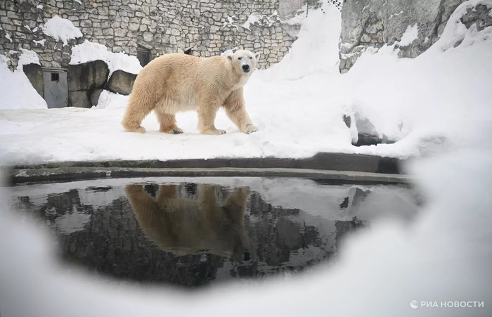 Белый медведь Терпей в Московском зоопарке. Архивное фото