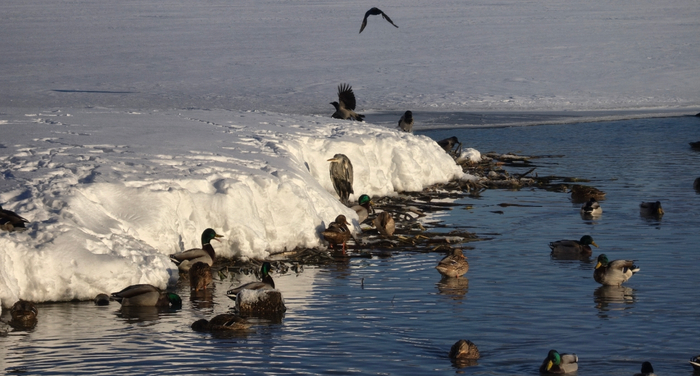 ������, �� �� �������! ����� ����� � �������� ������ ���� �� ������-����.