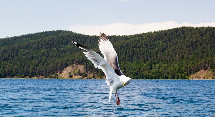 ����: ���� �������� 