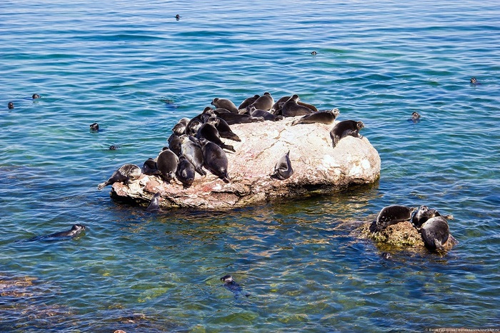 ������� �������. ����: ���� �������� 