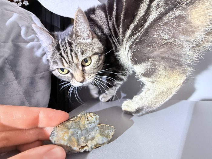 ��� ��������� �������� ������.