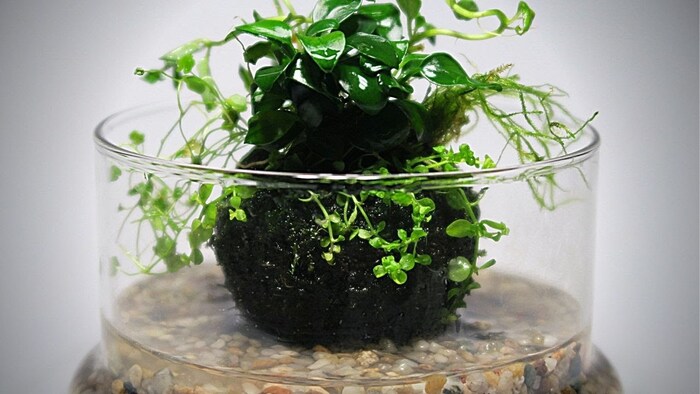 ������ ���� � ���������: ��� ����� ����-���� � ������ ��� ����� �������