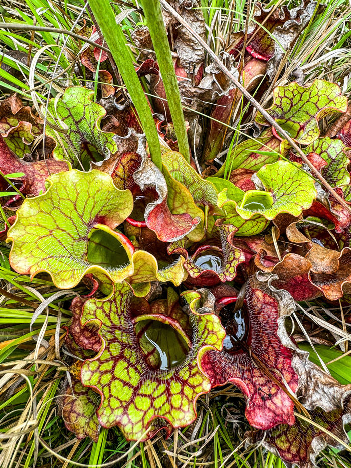 ���������� ���������. ���� ����� ��������. ���� � �����&nbsp; <!--noindex--><a href="https://pikabu.ru/story/khishchnyie_sarratseniya_13755413?u=http%3A%2F%2Finaturalist.org&t=inaturalist.org&h=36da29dc9fa38f53878b53b1ea8a2c5941d0e9cc" title="http://inaturalist.org" target="_blank" rel="nofollow noopener">inaturalist.org</a><!--/noindex-->.