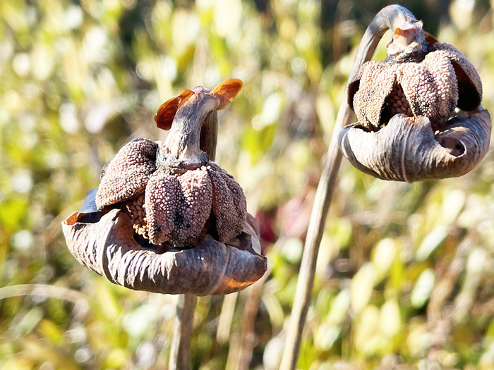 �����&nbsp; ���������� ���������. ������. ����&nbsp; � ����� <!--noindex--><a href="https://pikabu.ru/story/khishchnyie_sarratseniya_13755413?u=http%3A%2F%2Finaturalist.org&t=inaturalist.org&h=36da29dc9fa38f53878b53b1ea8a2c5941d0e9cc" title="http://inaturalist.org" target="_blank" rel="nofollow noopener">inaturalist.org</a><!--/noindex-->.