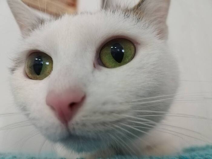 ��� ��������