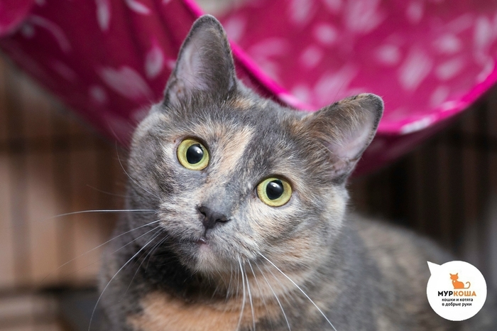 ����� �������, 5 ���, �������� � ����������.