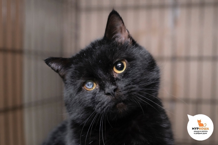 ��� �������, 6 ���, �������� �� ������������� ��������.