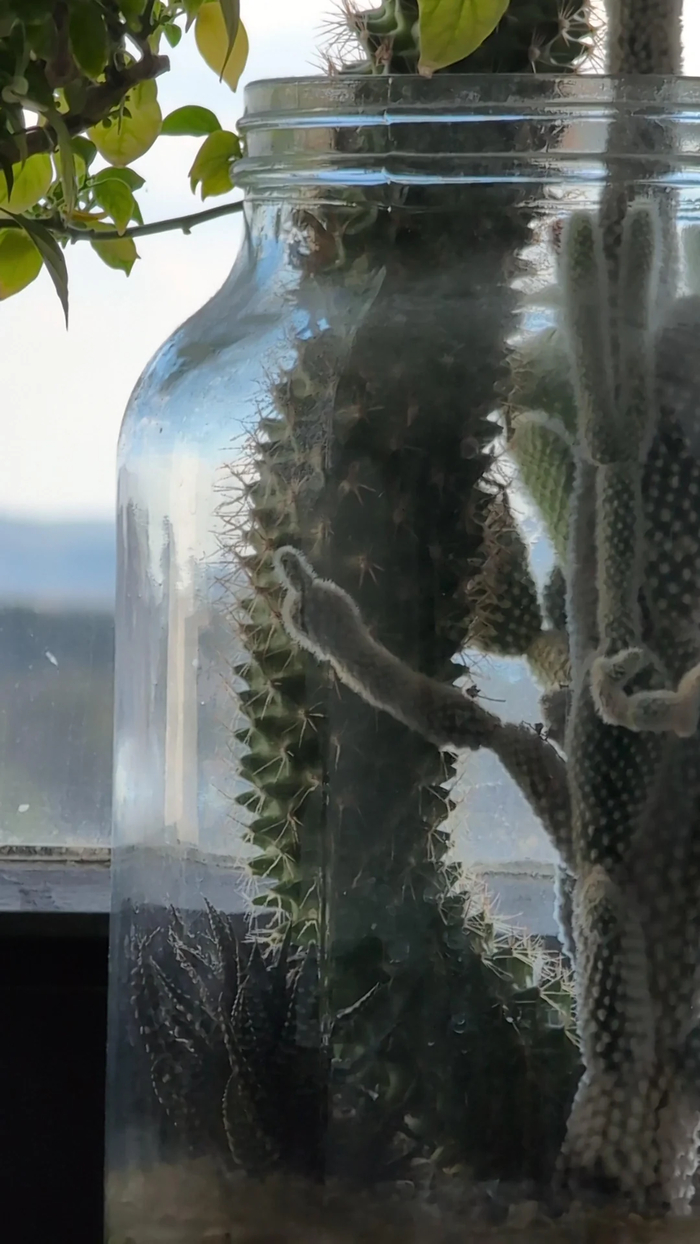 Шанс, что кактус покажет вам фак мал