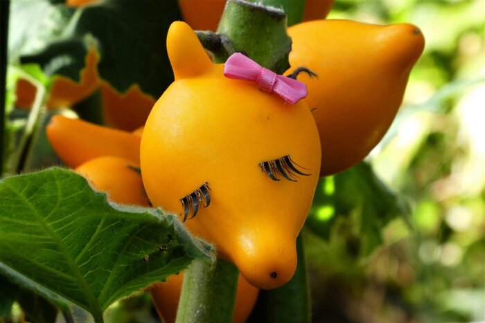 Solanum mammosum, ������ ������. ���� � ����� <!--noindex--><a href="https://pikabu.ru/story/kitayskiy_novyiy_god_i_paslen_sosochkovyiy_13770703?u=http%3A%2F%2Fdzen.ru&t=dzen.ru&h=4df646f52a546fe378290929d40cca90ccf2902a" title="http://dzen.ru" target="_blank" rel="nofollow noopener">dzen.ru</a><!--/noindex-->.