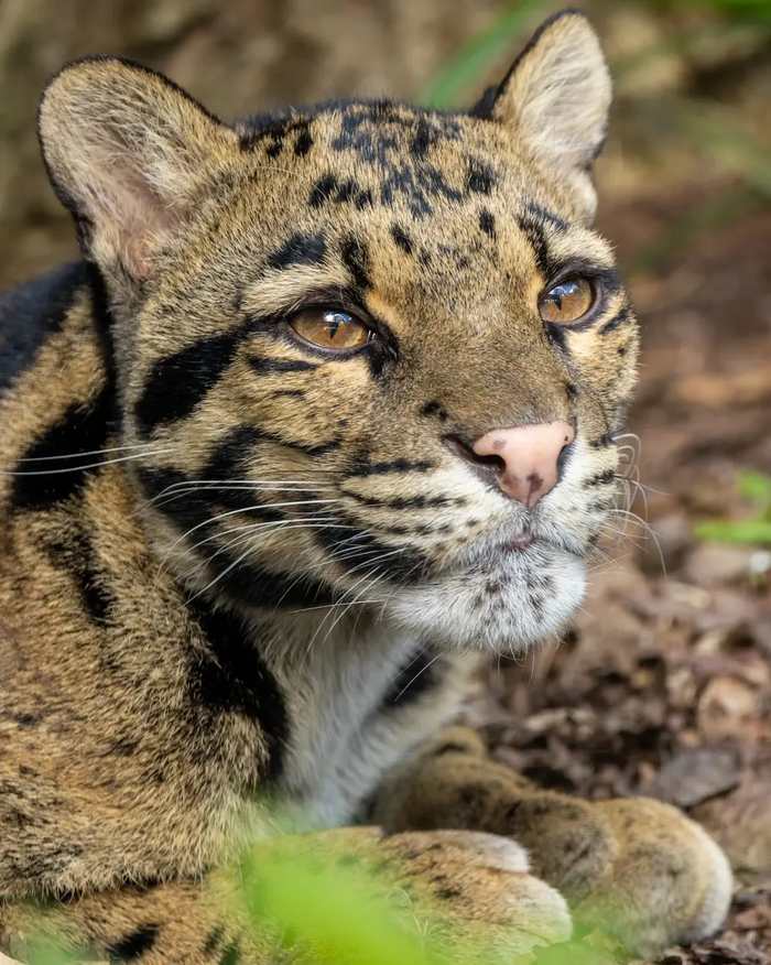 ������� �������������